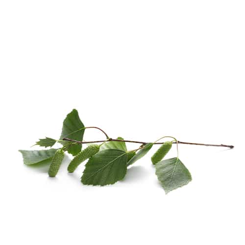 kidney tea birch leaf