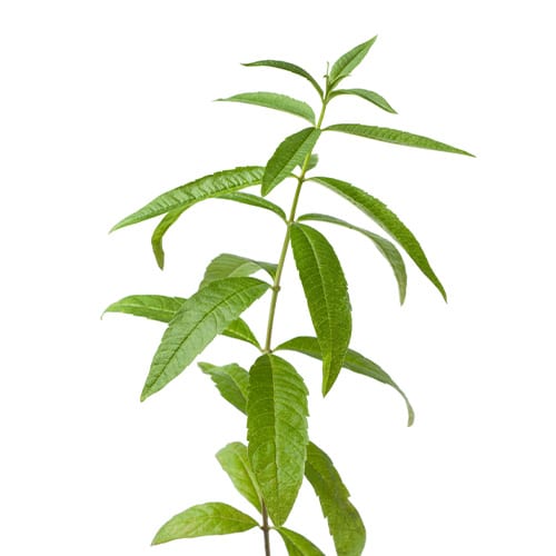 Lemon Verbena