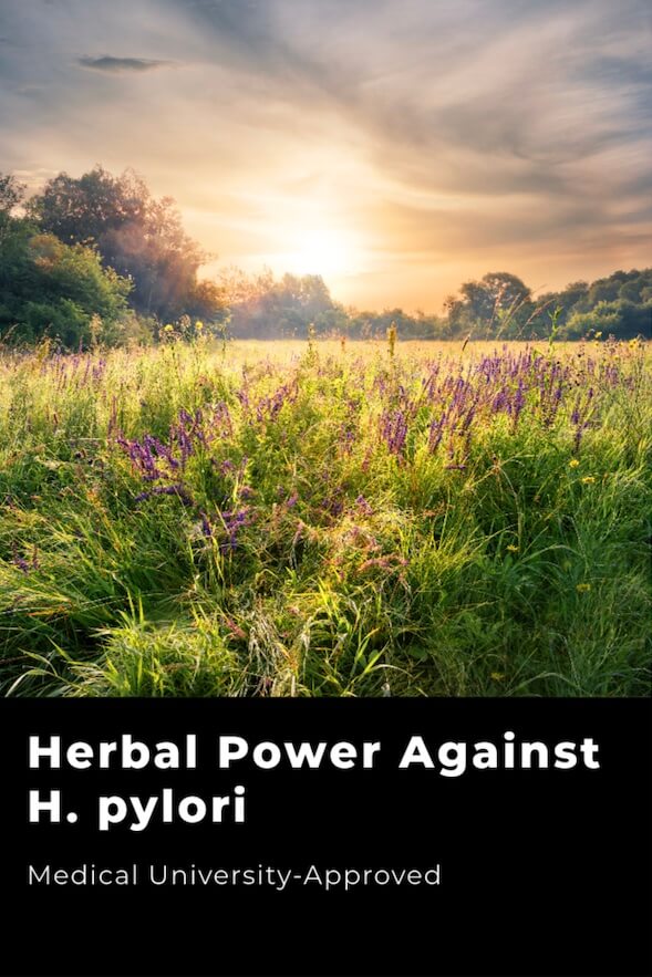 H Pylori Treatment Tea 2 h pylori herbsofthesaints 1